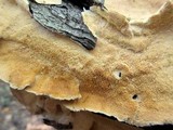 Trametes ochracea image