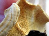 Trametes ochracea image