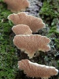 Trichaptum fuscoviolaceum image