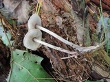 Gymnopus confluens image
