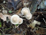 Gymnopus confluens image