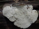 Trametes gibbosa image