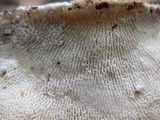 Trametes gibbosa image