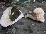 Trametes gibbosa image