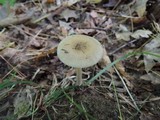 Amanita sect. Vaginatae image