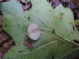 Mycena galericulata image