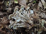 Mycena inclinata image