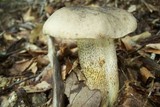 Retiboletus griseus image