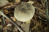 Retiboletus griseus image