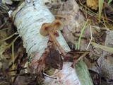 Mycena atkinsoniana image