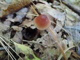 Mycena atkinsoniana image