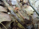 Mycena atkinsoniana image