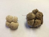 Lycoperdon curtisii image