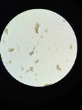 Lycoperdon curtisii image