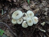 Leucocybe connata image