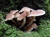 Psathyrella conissans image