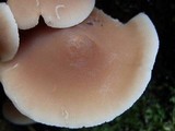 Psathyrella conissans image