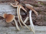 Psathyrella conissans image