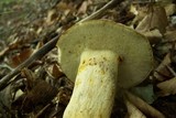 Retiboletus griseus image