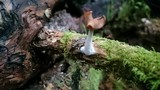 Helvella elastica image