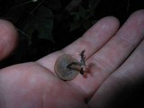 Arrhenia epichysium image