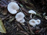 Lactarius glyciosmus image