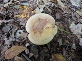 Paxillus involutus image