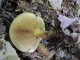 Paxillus involutus image