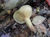 Paxillus involutus image