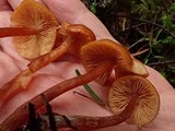 Rhodocybe nitellina image