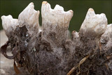 Peltigera aphthosa image