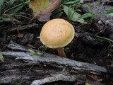 Gymnopilus luteus image