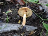 Gymnopilus luteus image