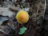 Humidicutis auratocephala image