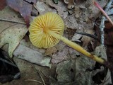 Humidicutis auratocephala image