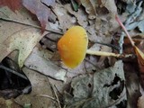 Humidicutis auratocephala image