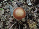 Rhodocollybia butyracea image