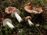 Russula veternosa image