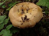 Russula veternosa image