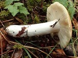 Russula veternosa image