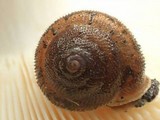 Russula veternosa image