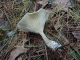 Ampulloclitocybe clavipes image