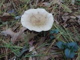 Ampulloclitocybe clavipes image