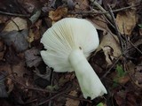 Russula raoultii image