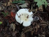 Russula raoultii image