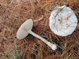 Amanita chrysoblema image