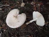 Amanita chrysoblema image