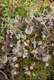 Peltigera aphthosa image