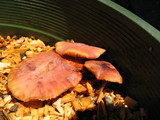Gymnopilus luteofolius image