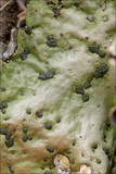 Peltigera aphthosa image